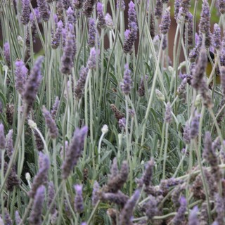 lavender field or botanical garden