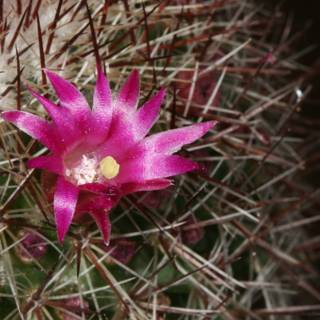 Rosy Cactus Bloom