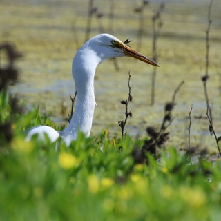 Great Egret at Yolo Bypass Wetlands Waterside