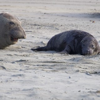 Mother Elephant Seal and Pup Resting on Sandy Beach