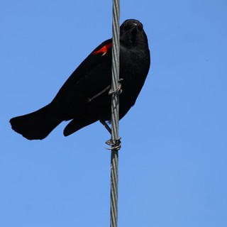 Red-Winged Blackbird Perched on Wire Against Clear Sky