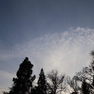 Twilight Sky with Wispy Clouds Above Winter Trees
