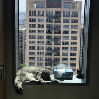 City Cat Watcher