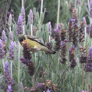 Yellow Bird Perched Among Purple Lavender Blooms