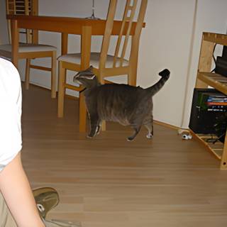 Woman and Cat on Hardwood Flooring
