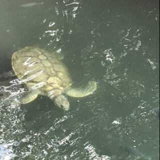 Sea Turtle in Cancún