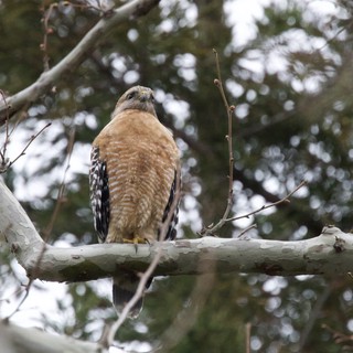 Red-Shouldered Hawk Perched on Winter Branch