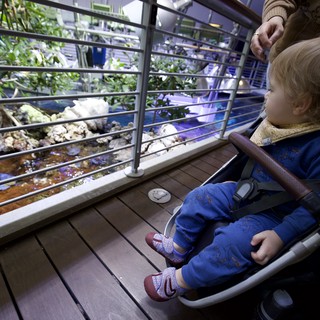 Toddler Observing Aquarium Exhibit in Stroller
