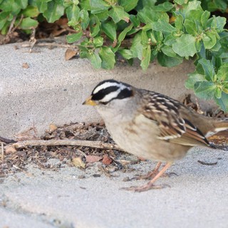 White-crowned Sparrow Foraging Among Coastal Vegetation