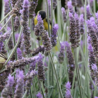 Bumblebee and Bird Foraging Among Purple Lavender Blooms