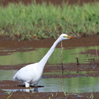 Great Egret Wading in Shallow Wetland Waters