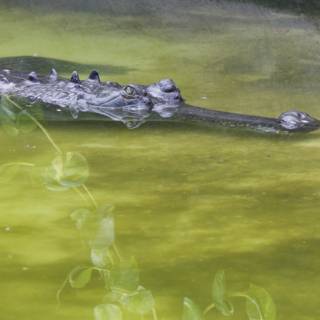 Stealth and Serenity: The Gaze of the Gharial