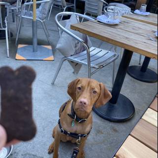 Table for One: A Vizsla's Dining Adventure