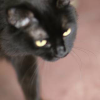 The Enigmatic Black Cat