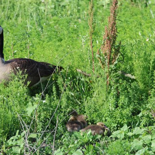 Canada Goose with Goslings in Lush Wetland Vegetation