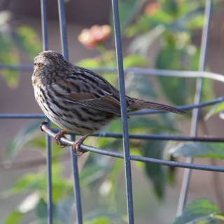 Serene Sparrow at Fort Mason