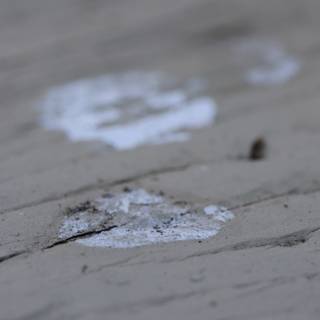 Traces of Nature
