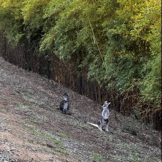 Kangaroos in the Woodland