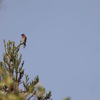 Western Bluebird Perched on Evergreen Treetop at Dusk