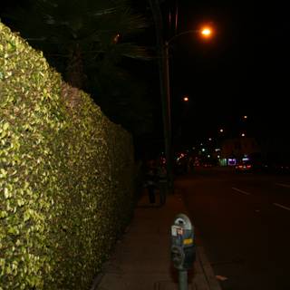 Hedge-Covered Wall in the Night Sky