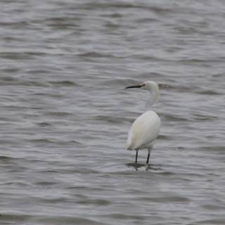 Elegance in the Wetlands