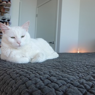 White Cat Relaxing on Gray Quilted Bedding