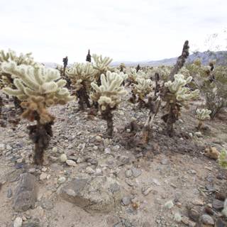 Desert Cactus Oasis