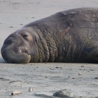 Elephant Seal Resting on Sandy Beach at Drakes Beach