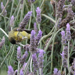 Yellow Bird Feeding on Lavender Flowers