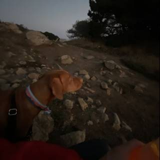 A Pooch's Rocky View