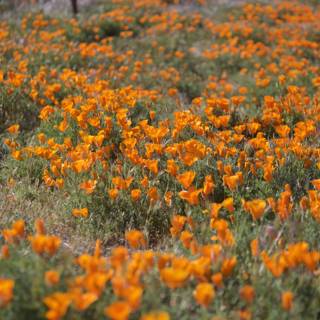 Fields of Gold: California Poppies in Bloom
