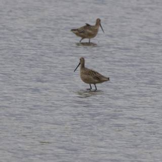 Tranquil Waders