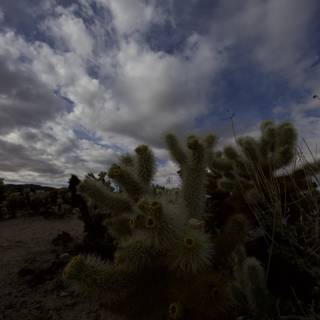Majestic Cactus Beneath a Moody Sky