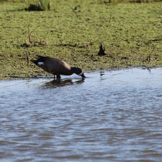 Blue-winged Teal Foraging in Shallow Wetland Waters