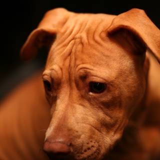 Sad-eyed Canine