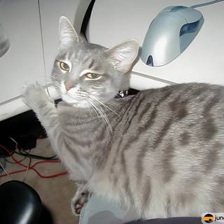 Feline Office Assistant