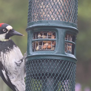 Acorn Woodpecker Feeding at Garden Bird Feeder