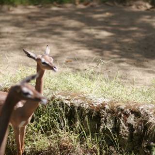 Graceful Impalas and Antelope