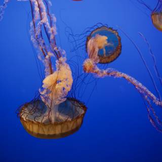 Serene Underwater Dance at Monterey Bay Aquarium
