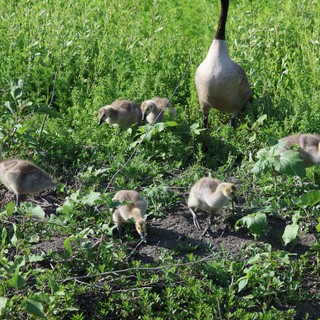 Canada Goose Family Foraging in Spring Wetland Meadow