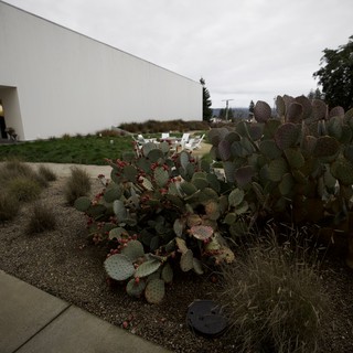 Desert Garden with Prickly Pear Cacti at Modern Architecture
