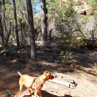 A Canine Adventure in Coconino National Forest