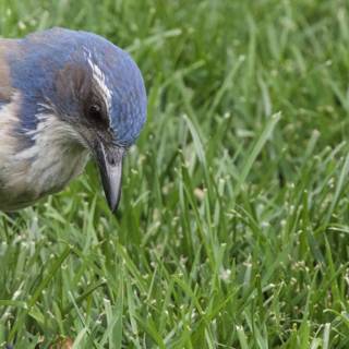 Curious Blue Jay in the Grass