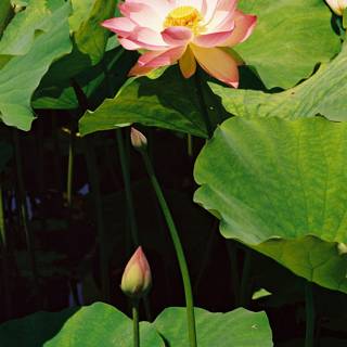 Pink Lotus Blooming in Serene Waters