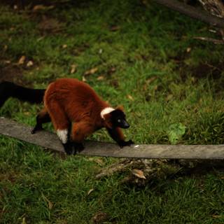 A Day with the Red Ruffed Lemur at San Francisco Zoo