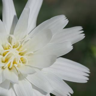 White Daisy with Yellow Centers