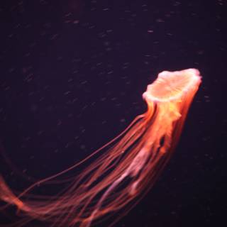 Dancing Jellyfish in The Deep Blue Sea