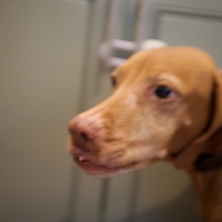 Attentive Tan Dog Portrait in Indoor Setting