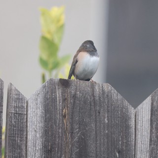 Dark-eyed Junco Perched on Weathered Fence