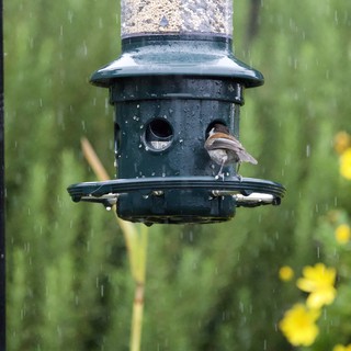 Sparrow Braving the Rain at Garden Bird Feeder